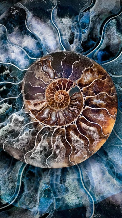 Cross-section of a fossilized ammonite shell (© Marianna Armata/Getty Images) mobile wallpaper