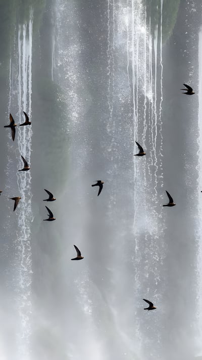 Bando de andorinhões-velhos (Cypseloides senex) em frente às Cataratas do Iguaçu, Paraná (© Angelo Gandolfi/Minden PIctures) mobile wallpaper