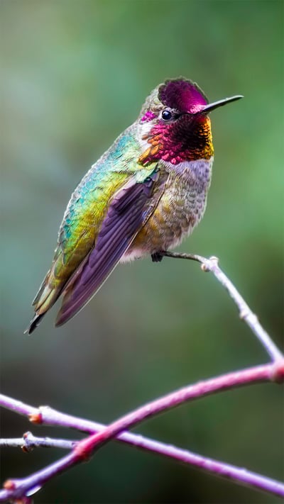 Anna's hummingbird (© Dee/Getty Images) mobile wallpaper