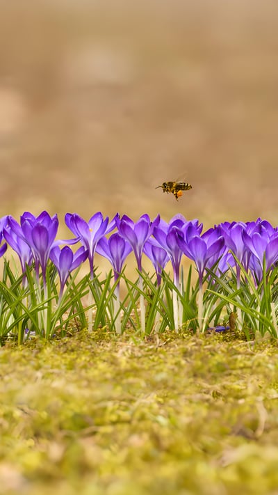 Honey bee flying over crocuses in the Tatra Mountains, Poland (© Mirek Kijewski/Getty Images) mobile wallpaper