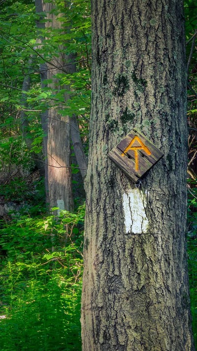The Appalachian Trail in Stokes State Forest, New Jersey (© Frank DeBonis/Getty Images) mobile wallpaper