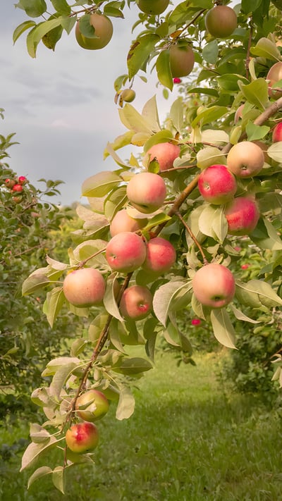 Apples ready for harvest, Minnesota (© Tammi Mild/Getty Images) mobile wallpaper