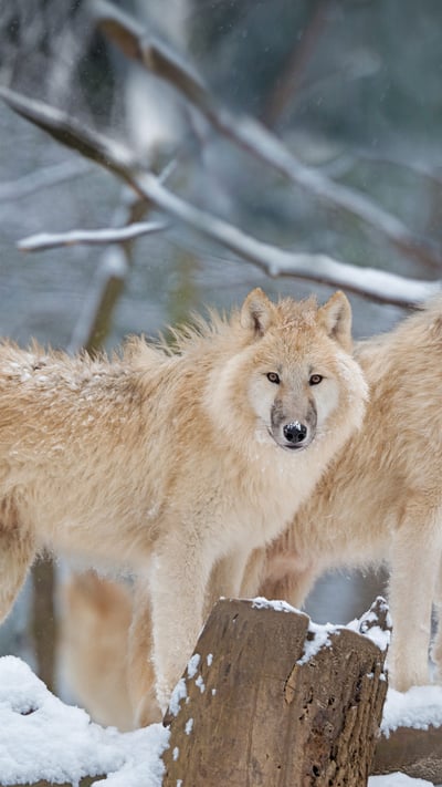 Arctic wolf family in Canada (© 4FR/Getty Images) mobile wallpaper