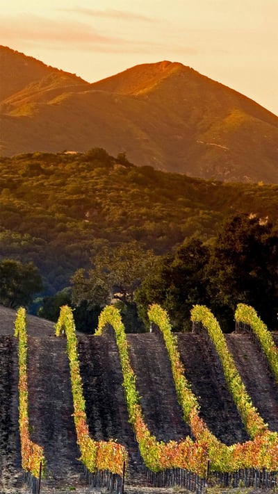 Central Coast vineyards in Arroyo Grande, California (© Ian Shive/Tandem Motion + Stills) mobile wallpaper