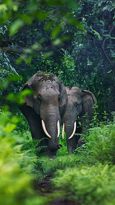 Asian elephants in West Bengal, India (© Avijan Saha/Minden Pictures) mobile wallpaper