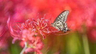 Let the pollinating games begin!