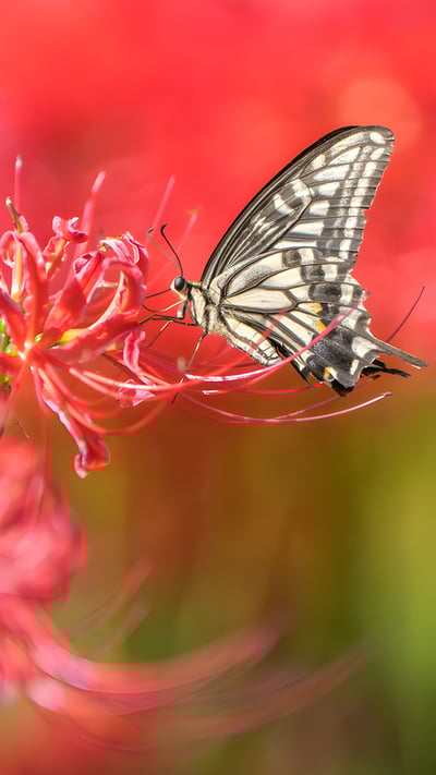 Asian swallowtail butterfly on a red spider lily (© lzh/Getty Images) mobile wallpaper