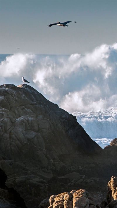 Huge waves crashing on rocks along Asilomar State Beach, Pacific Grove, California (© Sheila Haddad/Danita Delimont) mobile wallpaper