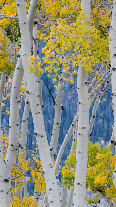 Aspen trees during fall, Fishlake National Forest, Utah (© Danita Delimont/Getty Images) mobile wallpaper
