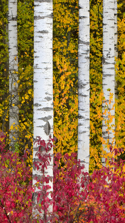 Aspen trees in autumn, Stewart-Cassiar Highway, British Columbia, Canada (© Yva Momatiuk and John Eastcott/Minden Pictures) mobile wallpaper