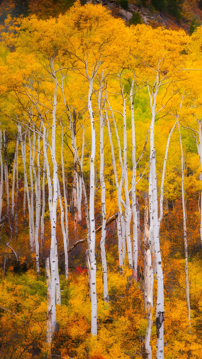 Aspens near Marble, Colorado, USA (© Jason Hatfield/TANDEM Stills + Motion) mobile wallpaper