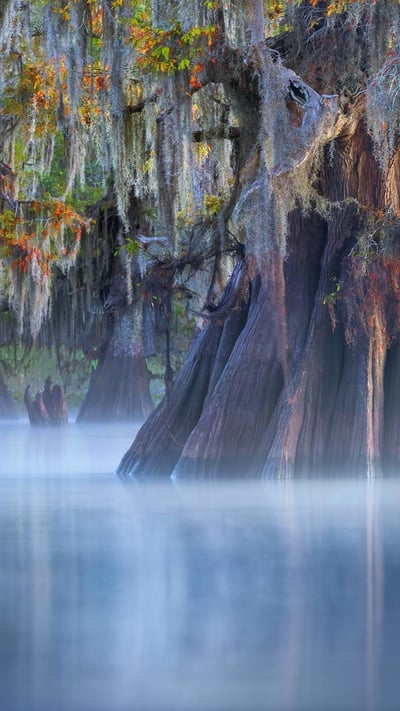 A bald cypress in the Atchafalaya Basin, Louisiana (© Chris Moore/Tandem Stills + Motion) mobile wallpaper