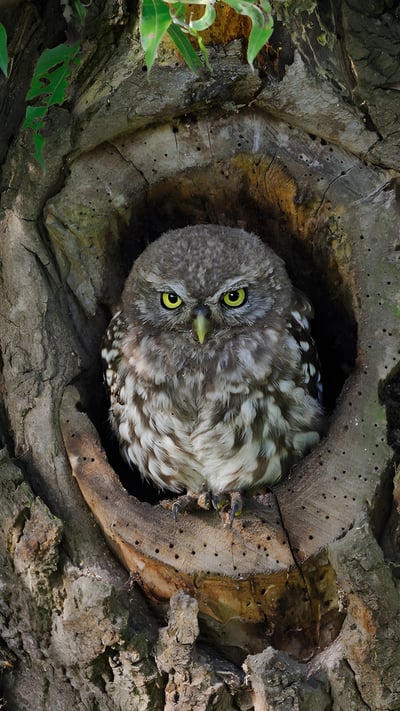 Steinkauz-Junges in einem Baumloch (© Bildagentur Zoonar GmbH/Alamy) mobile wallpaper