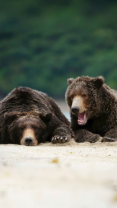 Brown bears in Katmai National Park and Preserve, Alaska (© imageBROKER/SuperStock) mobile wallpaper