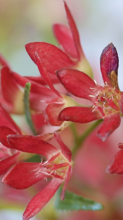 Macro shot of NSW Christmas bush (© Michael Leslie/Shutterstock) mobile wallpaper
