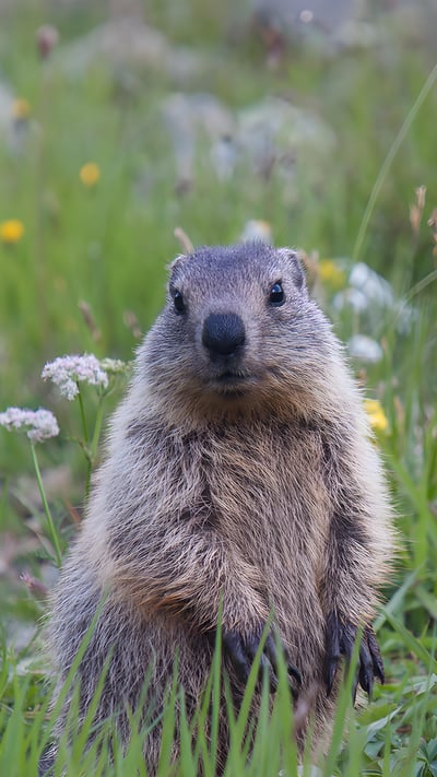 Young alpine marmot (© Jonas Fichtner-Pflaum/Getty Images) mobile wallpaper