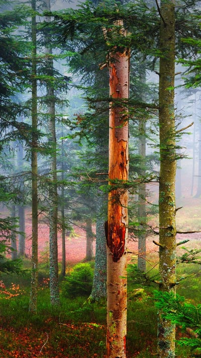 L’automne dans une forêt de pins, Les Vosges, France (© alekseystemmer/iStock/Getty Images Plus) mobile wallpaper