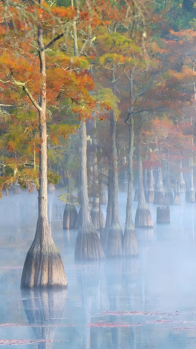 Cypress trees in George L. Smith State Park, Georgia (© Chris Moore/TANDEM Stills + Motion) mobile wallpaper