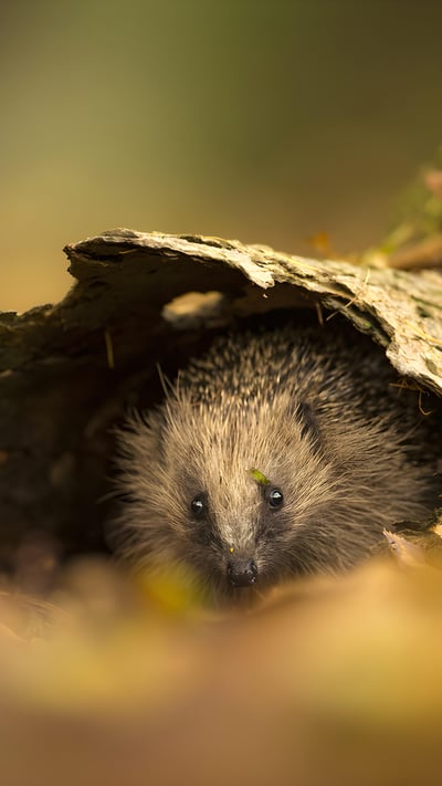 European hedgehog sheltering in tree bark, Sussex, England (© Jules Cox/Minden Pictures) mobile wallpaper