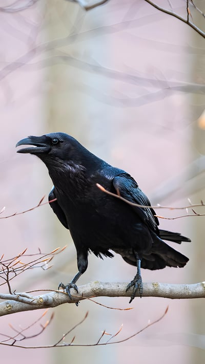 Common raven sitting on a branch (© WildMedia/Shutterstock) mobile wallpaper
