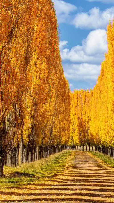 Autumn colours in New England, New South Wales (© ILYA GENKIN/Alamy Stock Photo) mobile wallpaper