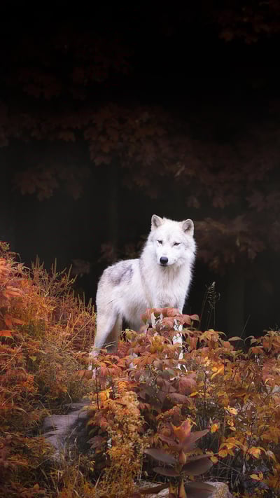 A lone wolf standing tall amid autumn colours near Montebello, Que. (© Thousand Word Images by Dustin Abbott/Getty Images) mobile wallpaper