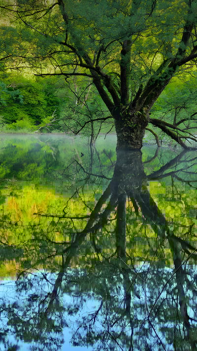 Willow trees, Lake Bret, Bugey, France (© Jean-Philippe Delobelle/Minden Pictures) mobile wallpaper