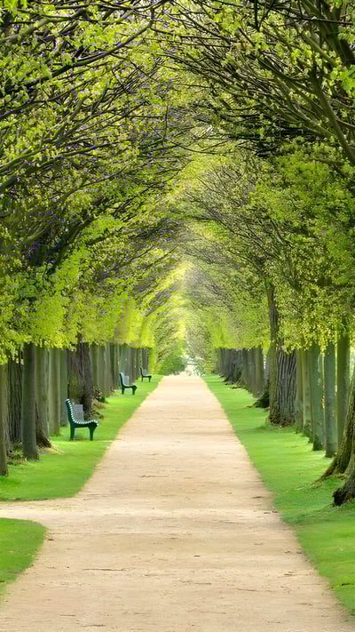 Lindenallee, baumgesäumter Fußweg durch den Park im Frühling (© AVTG/Getty Images) mobile wallpaper