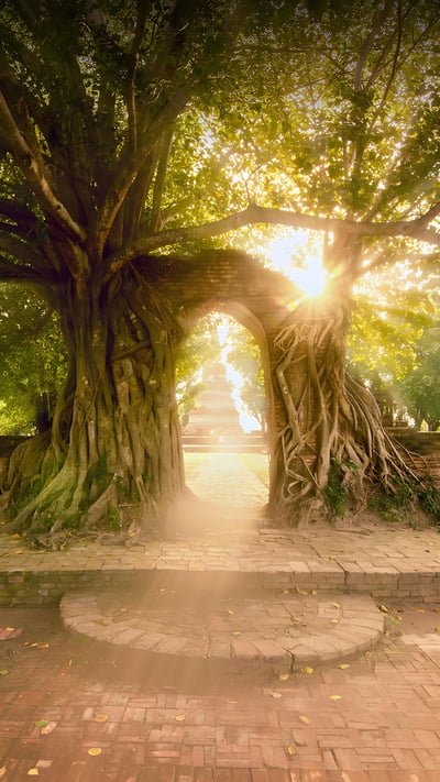Wat Phra Ngam, Ayutthaya Historical Park, Thailand (© boonchai wedmakawand/Alamy) mobile wallpaper