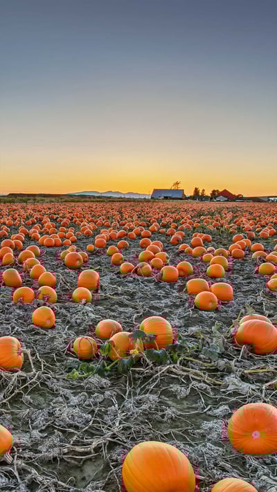 A pumpkin patch in British Columbia, Canada (© James Chen/Shutterstock) mobile wallpaper