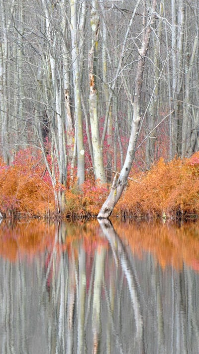 Bare trees and autumn ferns in Beaver Lake Nature Center, New York (© Chris Murray/Alamy) mobile wallpaper