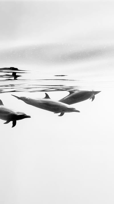 Pantropical spotted dolphins off the coast of Ixtapa, Mexico (© Christian Vizl/Tandem Stills + Motion) mobile wallpaper