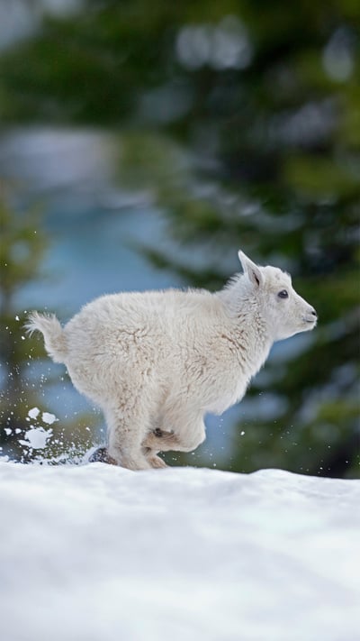 Mountain goat kid in western Montana (© Donald M. Jones/Minden Pictures) mobile wallpaper