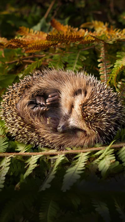 Baby hedgehog (© lorenzo104/Getty Images) mobile wallpaper