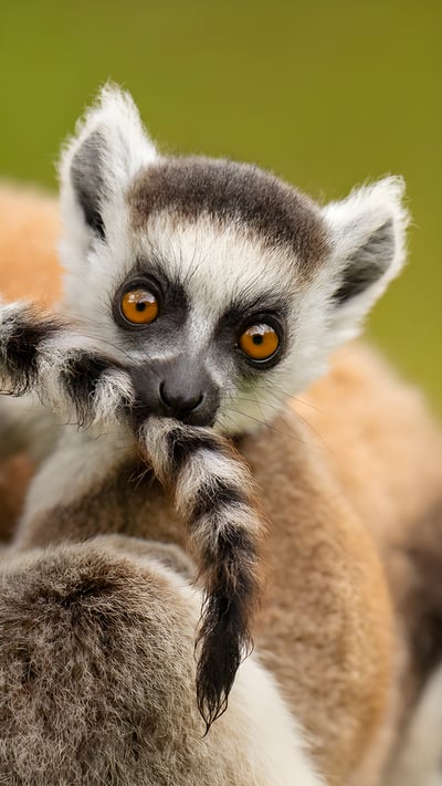 Ring-tailed lemur infant playing with its own tail, Madagascar (© Andy Rouse/Nature Picture Library) mobile wallpaper