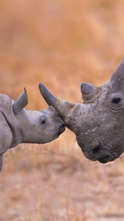 Baby white rhinoceros and mother in Hluhluwe–iMfolozi Park, South Africa (© Martin Harvey/Alamy) mobile wallpaper