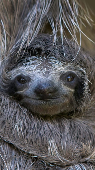 Newborn brown-throated sloth with mother, Sloth Sanctuary of Costa Rica (© Suzi Eszterhas/Minden Pictures) mobile wallpaper
