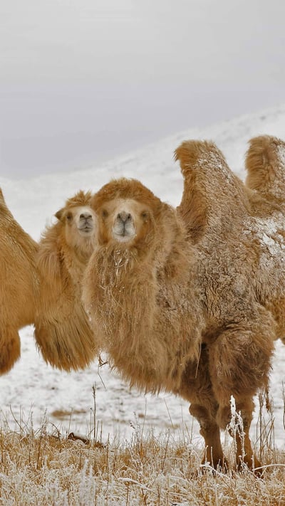 Two Bactrian camels in Kazakhstan for Twosday (© Nurlan Kulcha/Alamy) mobile wallpaper