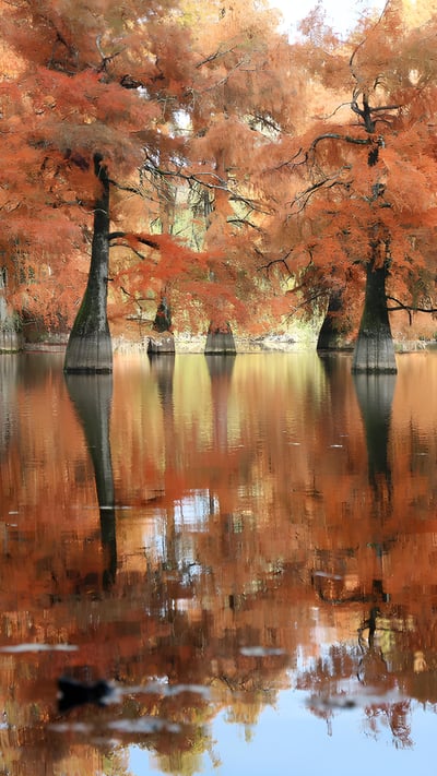 Cyprès chauves à l'étang de Boulieu, Isère, France (© photosimysia/Getty Images) mobile wallpaper
