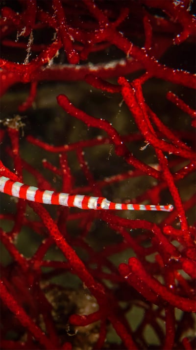 Banded pipefish near Moalboal, Philippines (© Jenna Szerlag/Alamy) mobile wallpaper