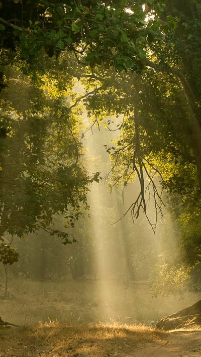 Early morning shafts of light through deciduous forest, Bandhavgarh National Park, India (© plainpicture/NPL/Nick Garbutt) mobile wallpaper