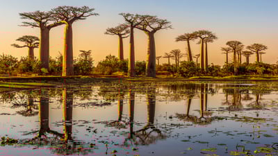 Baobab boulevard