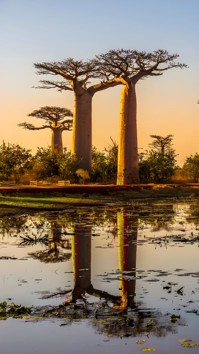 Baobab trees at sunset, Avenue of the Baobabs, Madagascar (© Framalicious/Shutterstock) mobile wallpaper