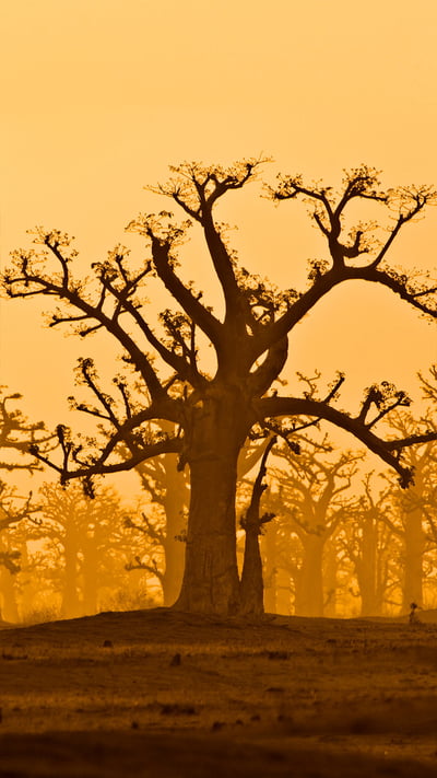 A baobab grove near Bandia Wildlife Reserve in Senegal (© Frans Lanting/plainpicture) mobile wallpaper