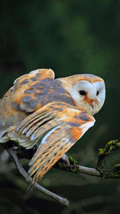 Barn owl sitting on a branch (© blickwinkel/Alamy) mobile wallpaper