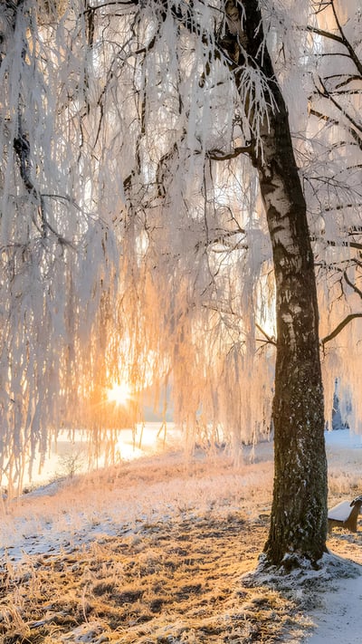 Avenue of birch trees near Uffing am Staffelsee, Bavaria, Germany (© Reinhard Schmid/Huber/eStock Photo) mobile wallpaper