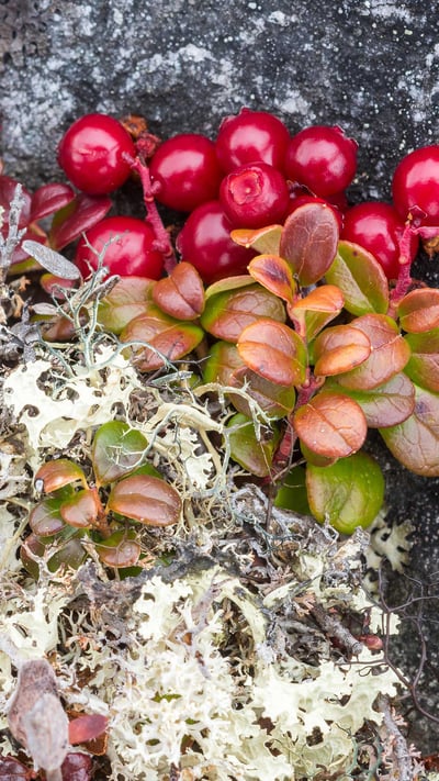 Bearberry (arctostaphylos) and lichens, Nunavik, Que. (© Dominique Braud/Dembinsky Photo Associates/Alamy Stock Photo) mobile wallpaper