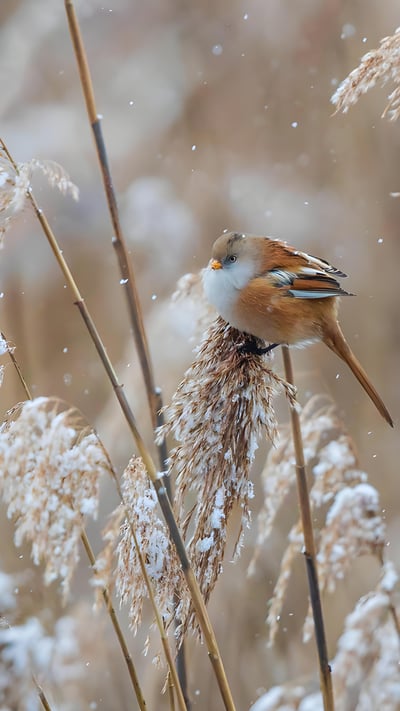 Bartmeisen (Panurus biarmicus) Männchen und Weibchen auf Nahrungssuche in verschneiten Schilfrohren, Baden-Wuerttemberg (© Martin Grimm/Alamy Stock Photo) mobile wallpaper