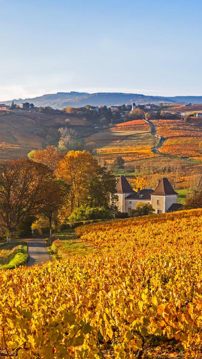 Lantignié in the Beaujolais region of France (© Jon Arnold/Danita Delimont) mobile wallpaper