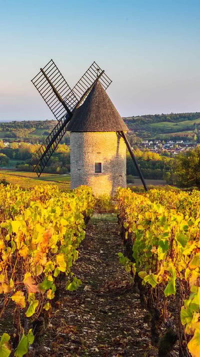 Moulin à vent dans les vignes, France (© Marco Bottigelli/Getty Images) mobile wallpaper